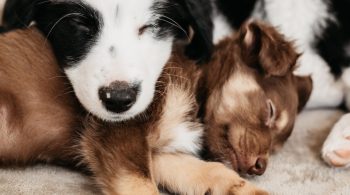 perro y gato diabetico