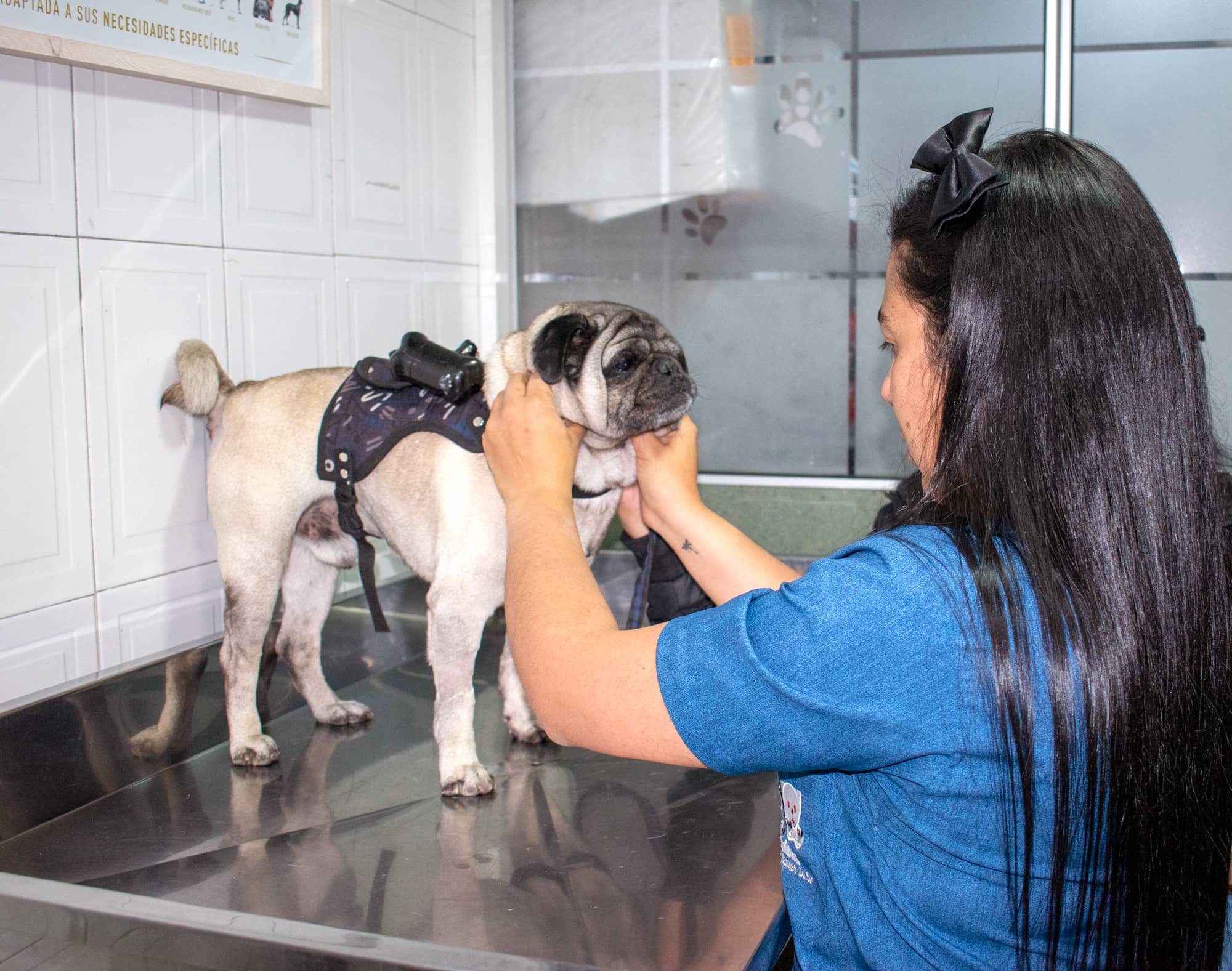 consulta-veterinaria-para-perros-clinisur_1 Consulta veterinaria para perros