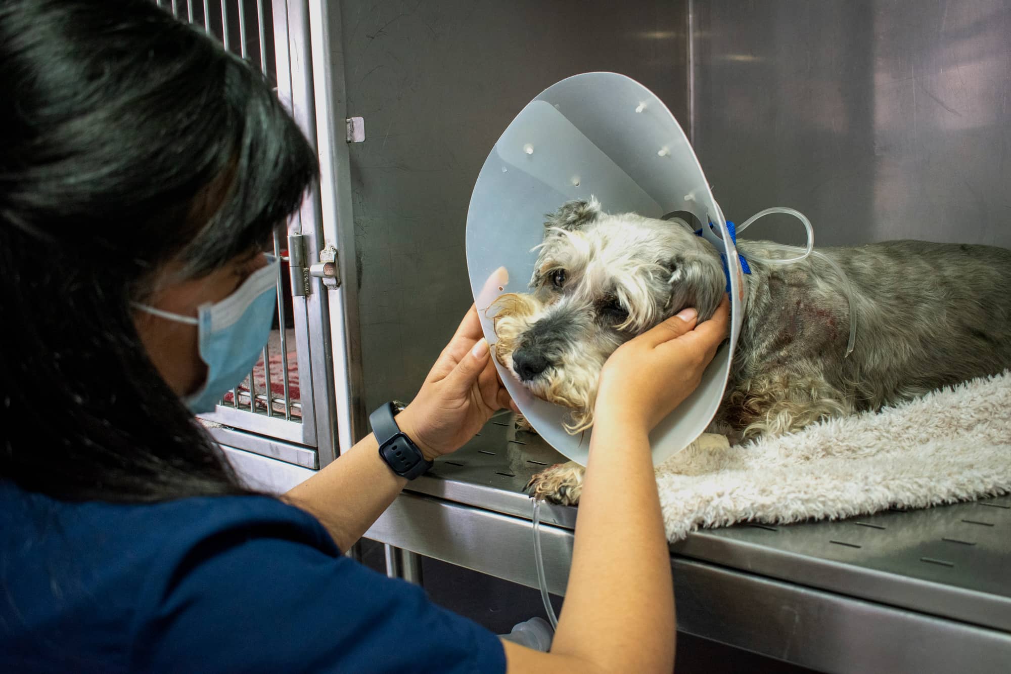 hospitalizados-perros-clinisur-veterinaria_4 hospitalizacion perros