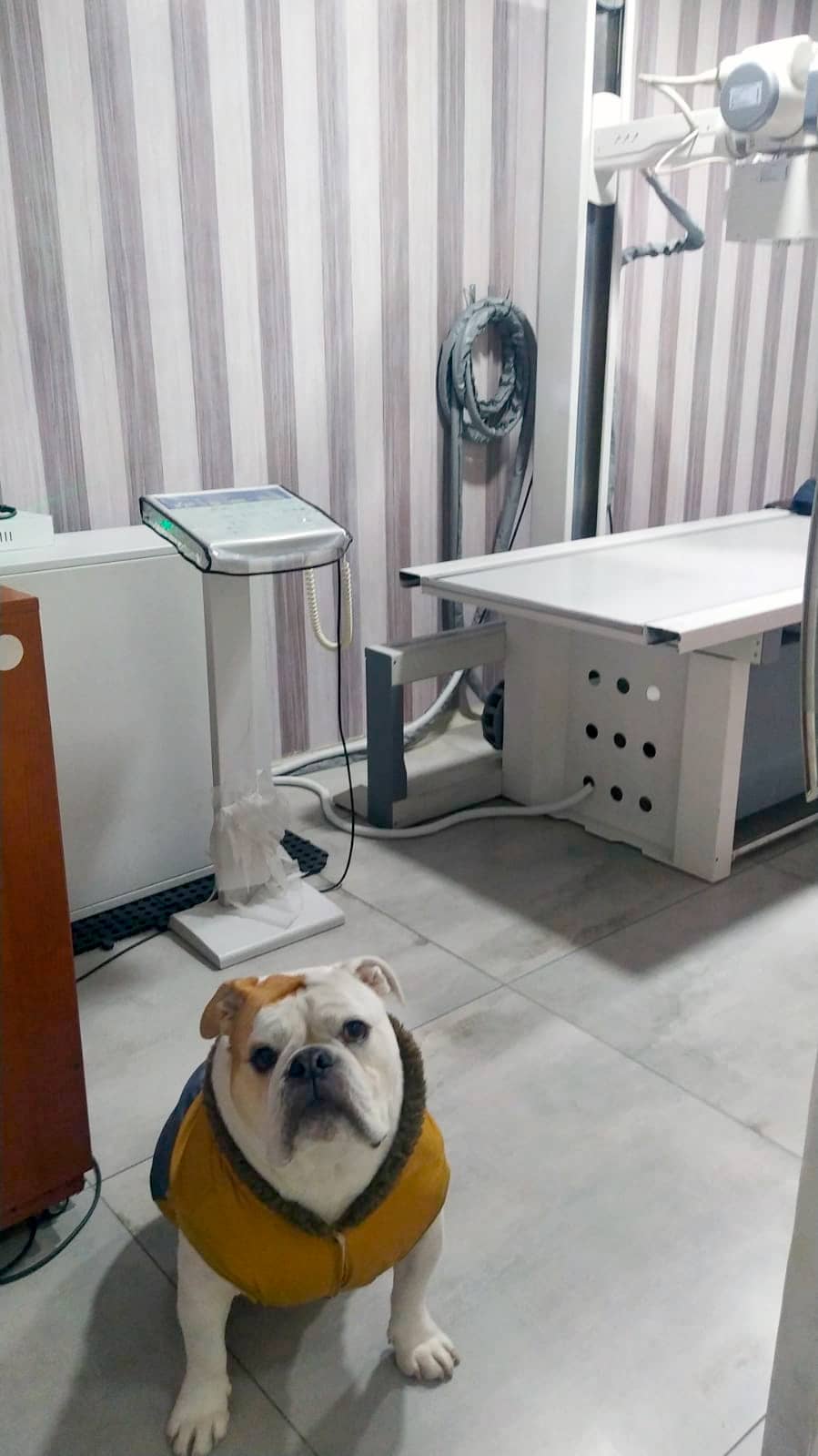 radiografia-veterinaria radiografia veterinaria