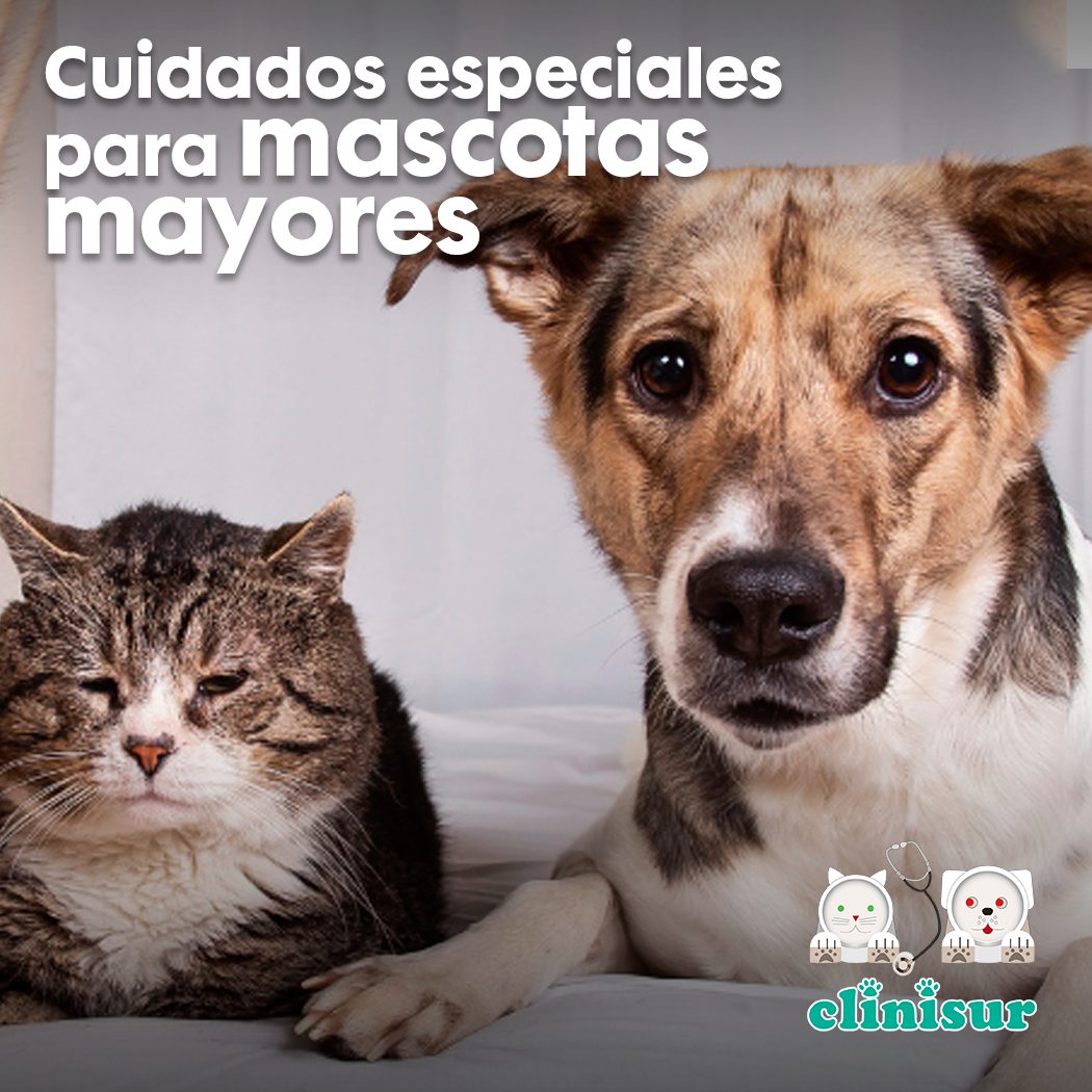 Cuidados especiales para mascotas mayores