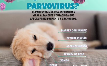 Parvovirus Bogotá- síntomas de parvo en cachorros