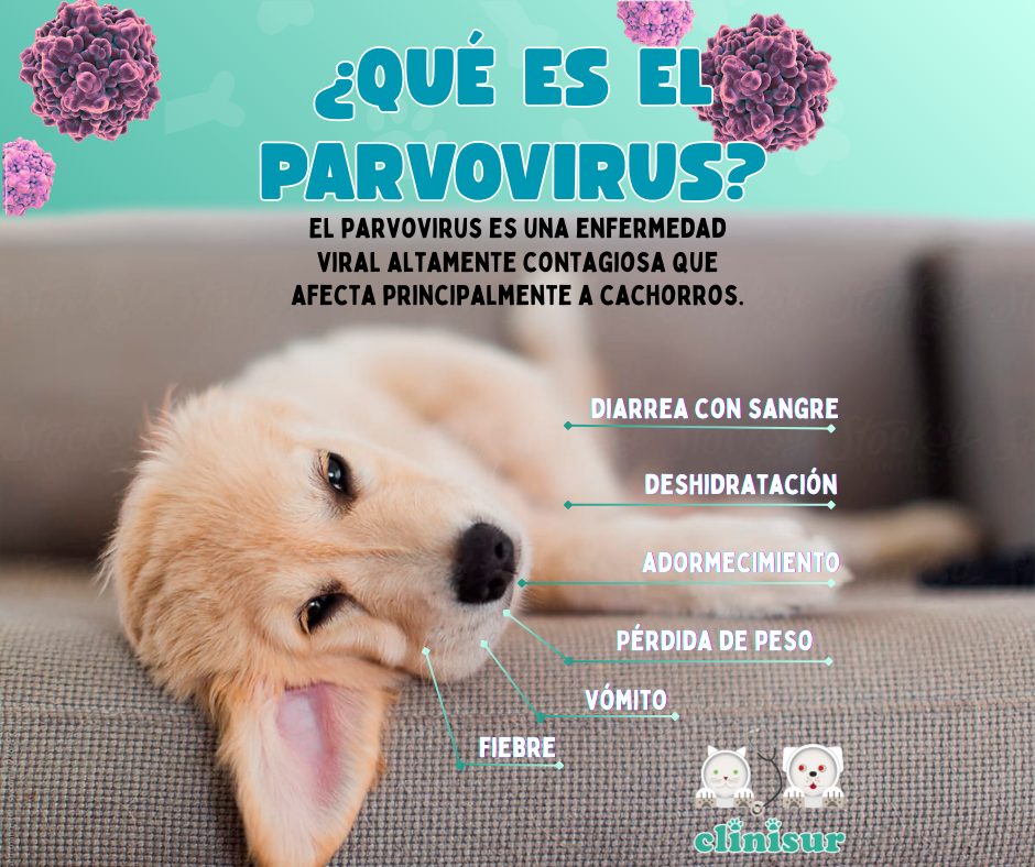 Parvovirus Canino: Una Enfermedad Grave que Requiere Atención Inmediata